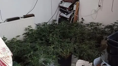 Nottinghamshire Police A number of cannabis plants in a house