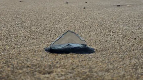 Robert McCombe A jelly fish like creature, known as a By-the-Wind Sailor sits on a sandy beach in Northern Ireland, with the sea in the background. It is blue in colour and has a sail-like structure on its back