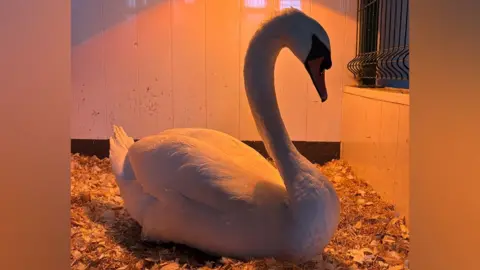 Leicestershire Wildlife Hospital A swan lit by an orange light on some natural bedding inside a white room.
