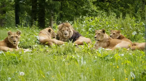 Longleat A pride of lions sit in vibrant green grass filled with dandelions