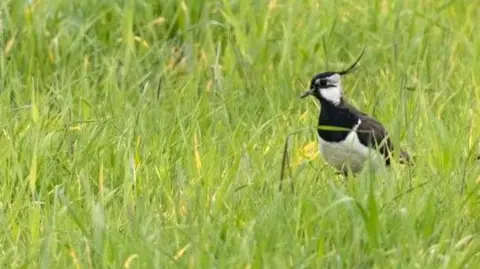 CRT Lapwing