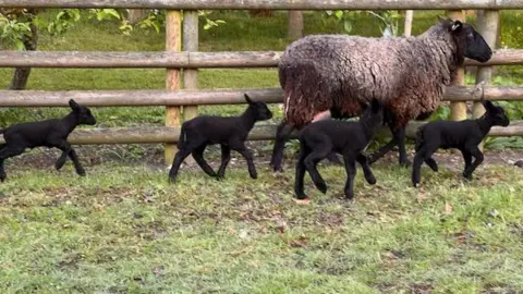 Tom Martin A ewe with four black lambs