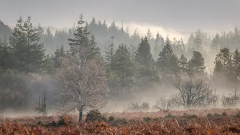 BBC Weather Watcher Hang Ross Lyndhurst, New Forest mist hangs in rows of trees in the forest.