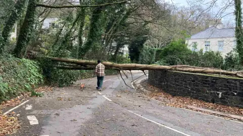 A fallen tree across a road propped up on a wall with a man and a dog in front of it.