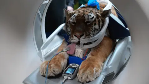 An Amur tiger going through a donut-shaped CT scanner. The tiger is sedated and has a wire on its pink tongue which is hanging out of its mouth.