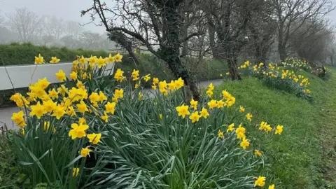Maureen Cross A country lane, with hundreds of daffodils visible on the side, next to a quiet road. 
