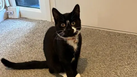 Jamie Warden/Electrical Safety First A black cat with some white fur on it looks at the camera and it sits on a carpet floor within a home. 