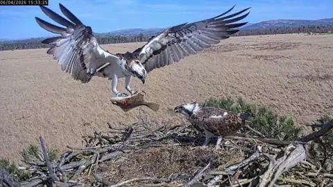 An osprey delivers a fish it is carrying in its claws to another osprey at their nest. Fields and hills can be seen in the background.