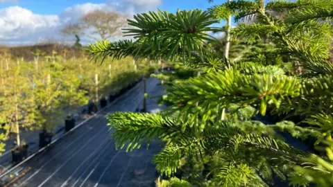 A plantation of potted Christmas trees with the sun shining on the green foliage