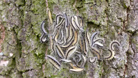 Roughly two dozen yellow caterpillars with a dark brown stripe down each of their backs on the bark of a tree