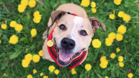 A sandy-coloured dog looking up, with a red vest, and standing on a field of yellow flowers.