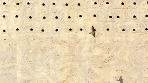 Ian Hamilton A sand martin flies by the artificial nest