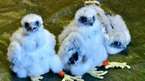 Three fluffy white Peregrine Falcon chicks during ringing at St Albans Cathedral. They have orange tags wrapped round their legs near their feet.