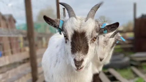 Leicestershire and Rutland Rural Policing Team A white and grey pygmy goat