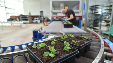 A conveyor belt. On it is a punnet of plants. In the background a man can be seen in blue disposable gloves with more punnets. The potting machine can be seen in the background. 