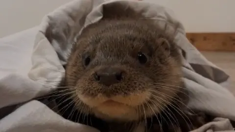 Rescued otter cub sitting in a cloth