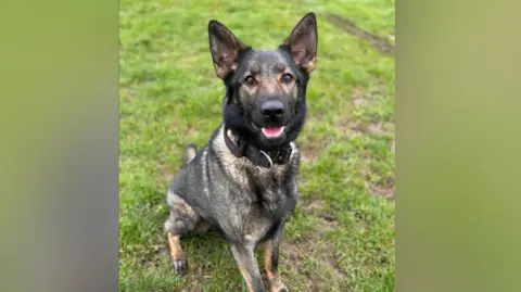 Police dog Zyla sat on the grass