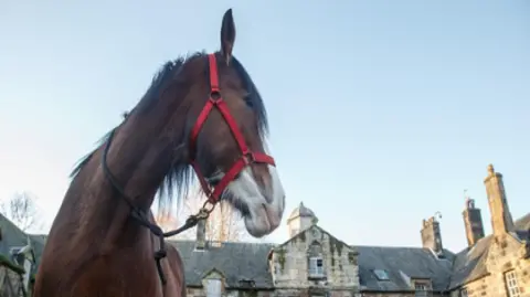 A Clydesdale horse, standing in front of a run-down stables building 