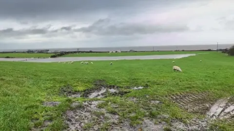 BBC / Federica Bedendo A green field in Flimby which is waterlogged by flooding. 