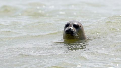 A harbour seal in the sea