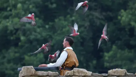 Kynren A man in a brown tunic stands with six pink-crested cockatoos, also known as galahs, circling in the air around him. They have very pink chests and heads with grey wings.