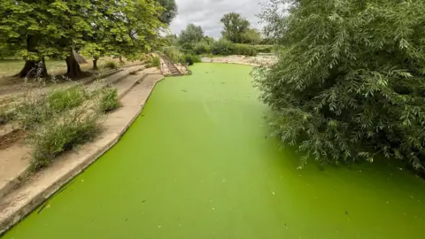 The River Cherwell in University Parks. It is completely green as a result of an algal bloom.