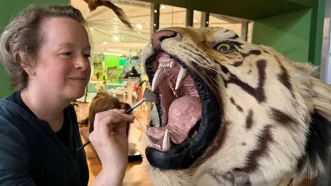 Leeds Museums and Galleries A close up of the head of large, life like model of a tiger. Its mouth is open in a snarling appearance, exposing its teeth and tongue. To the left is a woman wearing a grey long-sleeved top and holding a brush up to the tiger's teeth.