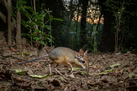 Piotr Naskrecki / Wildlife Photographer of the Year A small, elusive four-toed sengi sniffs through the leaf litter in Mozambique, foraging for food at dusk.
 