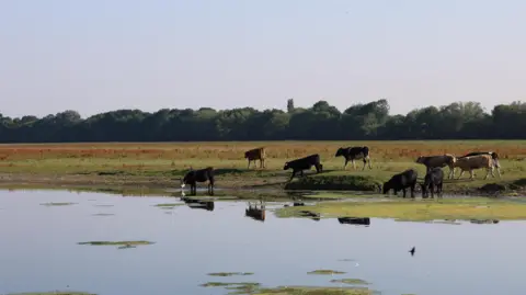 Lucie Johnson Nine cows on the bank of a river. The water appears shallow and is completely still. Three of the cows have walked into the water. There is a green field behind and a line of trees. The sky overhead is a light blue. 