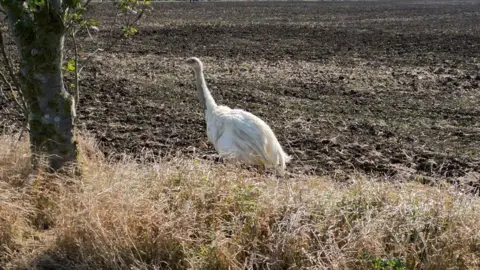 Steve Hubbard/BBC A white rhea a tall ostrich like bird against a brown ploughed field with dried-out grass area in front