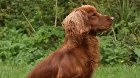 Dorset Police A red cocker spaniel in a wooded area looking off the camera