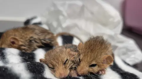 Secret World Three dormice sleep in a blanket