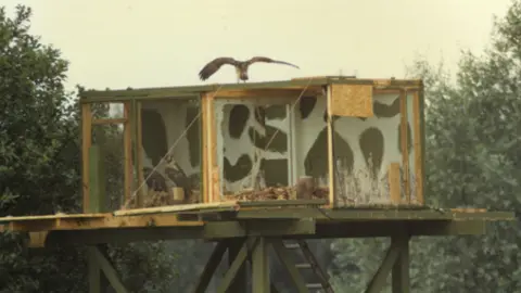Leicestershire and Rutland Wildlife Trust An osprey spreads its wings on top of the release pen. Two other ospreys are below. They are high up in the air on a wooden built release pen, with a ladder leading up to it.