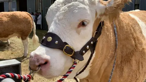 A brown and white cow, in a leather halter with red, white and blue braid attached to a ring through its nose, is on display outside a shed at the Royal Norfolk Show. Another cow can be seen beyond, with a few agricultural workers standing in the distance.