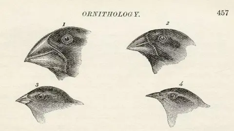 Getty Images Illustrations of finches with beaks adapted to different diets observed by Charles Darwin in September-October 1835 in the Galapagos Islands. The black and white drawings show four pictures of birds, each with differently-shaped beaks. The drawings are numbered and the page is headed Ornithology.