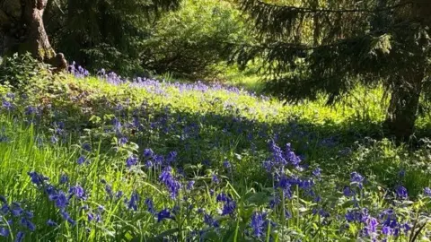 Laura Page Bluebells growing in a woodland 