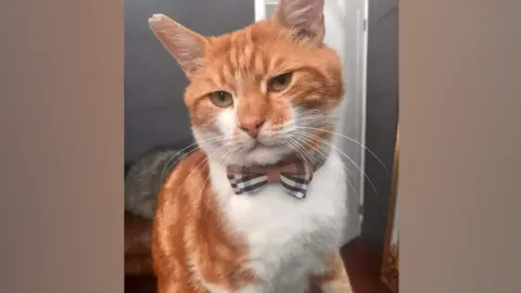 Babes the cat has ginger and white fur. He is wearing a tartan-check bowtie.