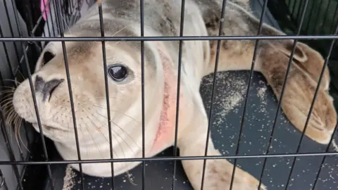 A seal in a cage looks up to the side, on its neck can be seen a large area of inflammation where a fishing net has cut into his skin
