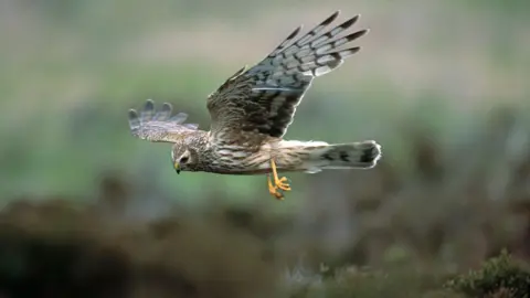  RSPB/PA A hen harrier in flight with a blurred green-brown background.