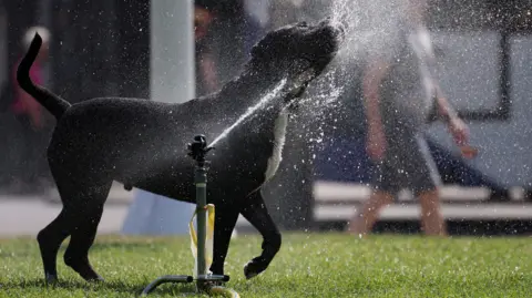 ANDY RAIN/EPA-EFE/SHUTTERSTOCK A dog cools off in the sunshine. They are using a jet of water to cool themselves down.