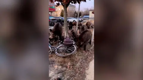 A vertical image of a group of boars around a bicycle