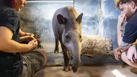 Newquay Zoo The Tapir walking out of a crate with two zoo keepers kneeling down either side of her. 