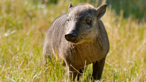 A babirusa piglet