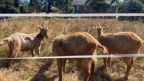 Three golden coloured goats, with horns, graze in a field of tall yellow grass. In front of them is two white strips of electric fence. 