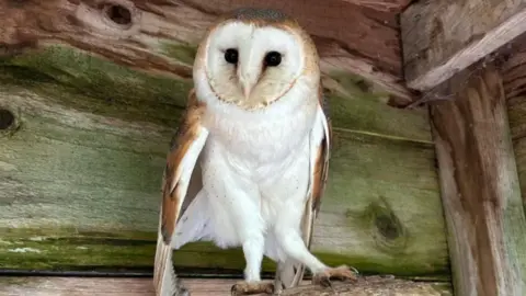 RSPCA OAK AND FURROWS The barn owl, which is white and brown, perched on a wooden log. It is in a wooden styled cabin and is looking straight into the camera.