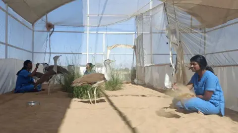 Desert National Park Great Indian bustards photographed with their human handlers at the breeding centre in Jaisalmer