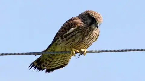 Bill Hodgson A kestrel perches on a utility wire, showing its speckled brown plumage against a pale blue sky.