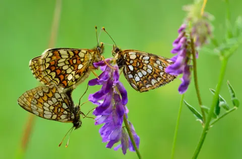 Getty A group of butterflies on a flower