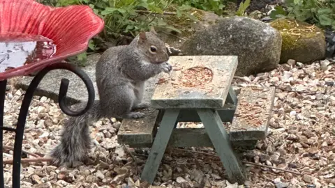 BBC Weather Watchers/Flash90d A grey squirrel is sat at a small picnic table eating bits of nut from it.