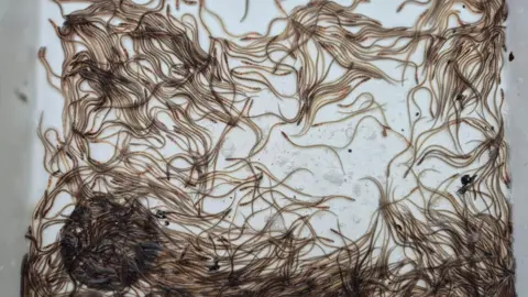 Action for the River Kennet Lots of wriggly eels on a white tray.